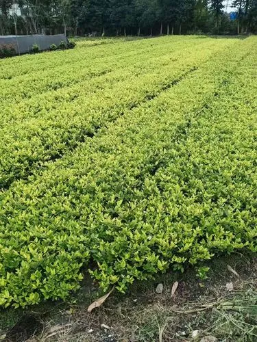 长虹折红梨！园林景区管理中遭遇的养护法律纷争众多