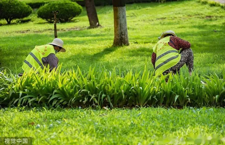 宝坻绿化苗木批发市场在哪