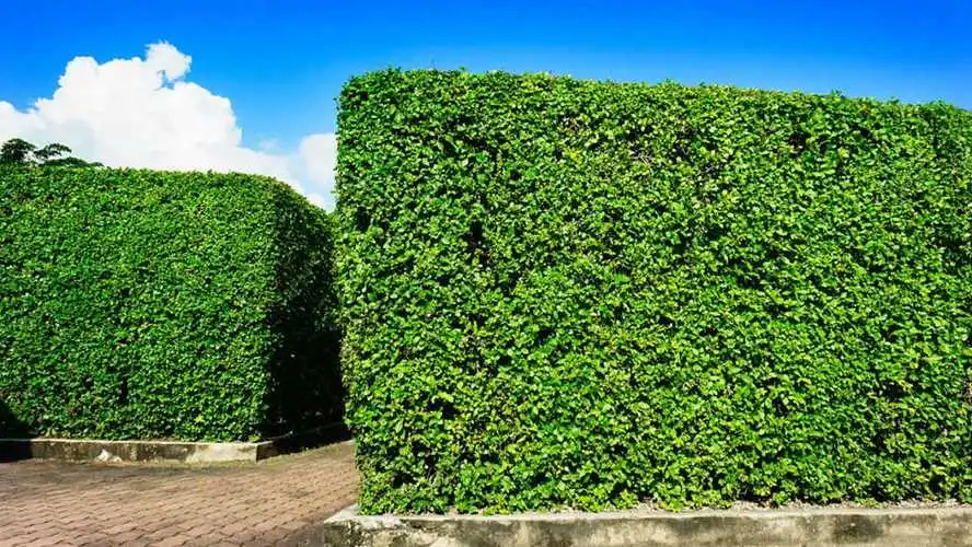 宿迁花香物语园林绿化工程